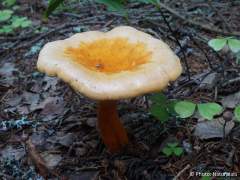 Hygrophoropsis aurantiaca
