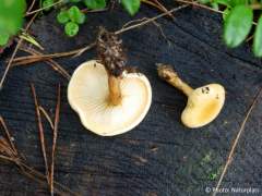 Hygrophoropsis aurantiaca