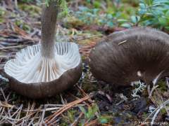 Hygrophorus camarophyllus