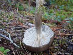 Hygrophorus camarophyllus