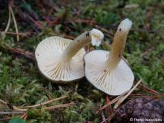Hygrophorus hypothejus