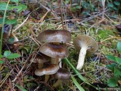 Hygrophorus hypothejus
