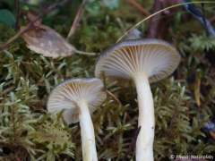 Hygrophorus hypothejus