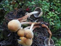 Hypholoma capnoides
