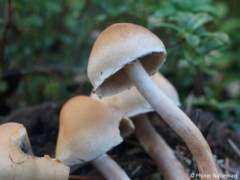 Hypholoma capnoides