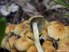 Hypholoma fasciculare
