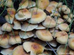 Hypholoma fasciculare