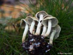 Hypholoma fasciculare