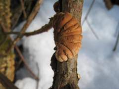 Hypocreopsis lichenoides