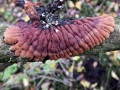 Hypocreopsis lichenoides