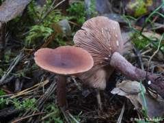 Lactarius camphoratus