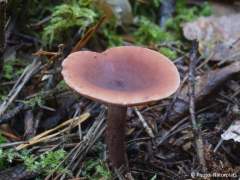 Lactarius camphoratus