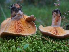 Lactarius deliciosus