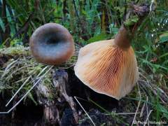 Lactarius deterrimus