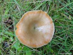 Lactarius deterrimus