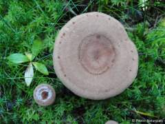 Lactarius helvus