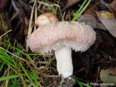 Lactarius torminosus