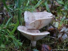 Lactarius trivialis