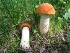 Leccinum albostipitatum