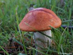 Leccinum aurantiacum