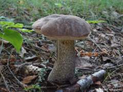 Leccinum scabrum
