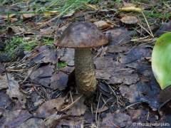 Leccinum scabrum