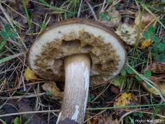 Leccinum scabrum