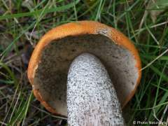 Leccinum versipelle