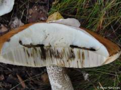 Leccinum versipelle