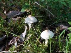 Lepiota clypeolaria