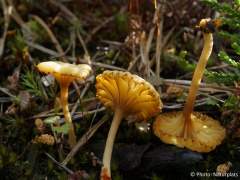 Lichenomphalia umbellifera