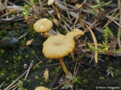 Lichenomphalia umbellifera