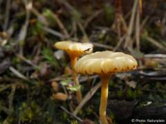 Lichenomphalia umbellifera