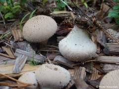 Lycoperdon perlatum