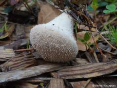 Lycoperdon perlatum