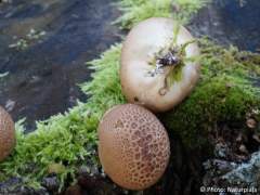 Lycoperdon pyriforme