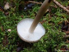 Megacollybia platyphylla