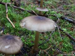 Megacollybia platyphylla