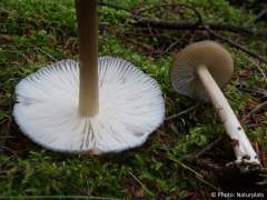 Megacollybia platyphylla