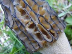 Morchella elata