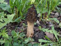 Morchella elata