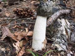 Phallus impudicus