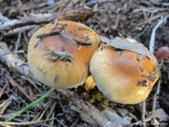 Pholiota spumosa