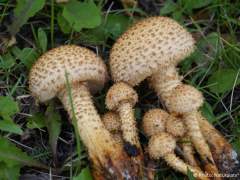 Pholiota squarrosa