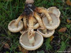 Pholiota squarrosa