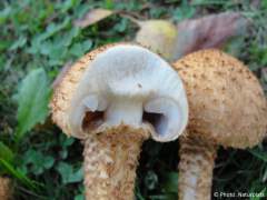 Pholiota squarrosa