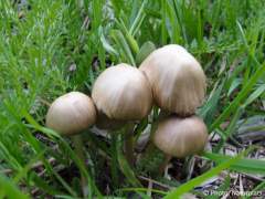 Psathyrella candolleana
