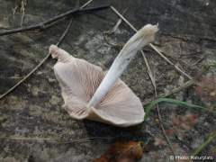 Psathyrella candolleana