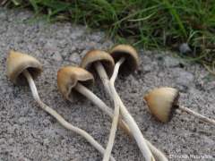 Psilocybe semilanceata