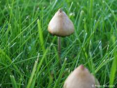 Psilocybe semilanceata